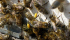 Пчелни отводки - Снимка 1