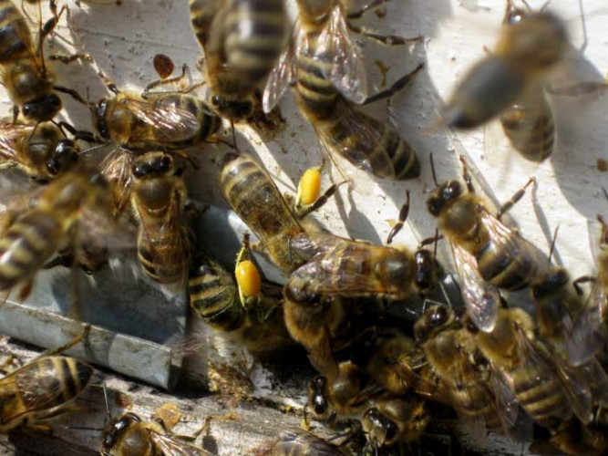Пчелни отводки - Снимка 1