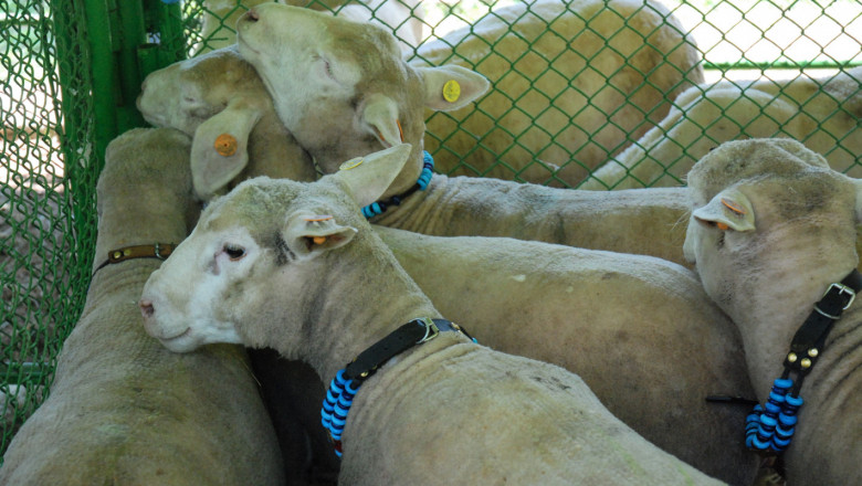 Защо все повече животновъди заменят млечните породи с месодайни?