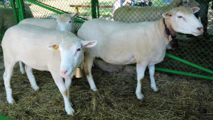 Франция залага на малките семейни животновъдни стопанства - Снимка 1
