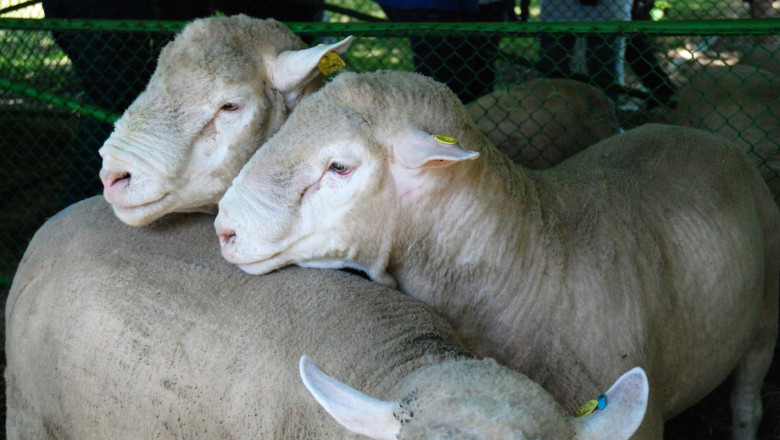Франция залага на малките семейни животновъдни стопанства