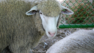 Френски овце виреят отлично в Чирпанско - Снимка 1
