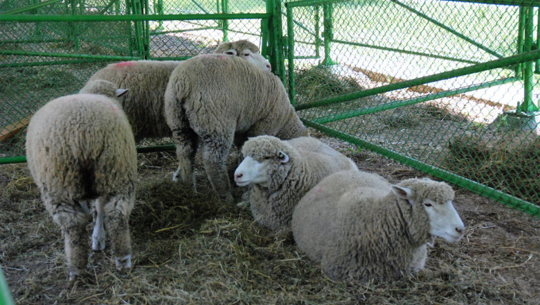 Френски овце виреят отлично в Чирпанско