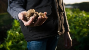 Агроиновации: Данните – основа за модерно картофопроизводство - Снимка 1