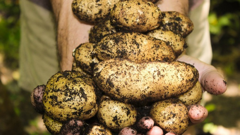Агроиновации: Данните – основа за модерно картофопроизводство