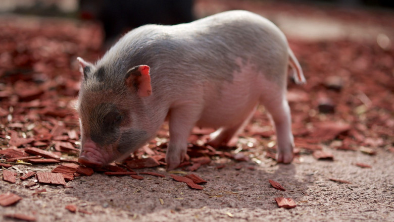 Нови списъци: Десетки наши селища - в риск от Африканска чума по свинете