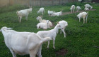 Продава се стадо кози - Снимка 2