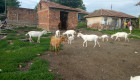 Продава се стадо кози - Снимка 4