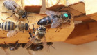 Пчелни майки - Снимка 1