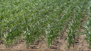 Трудности при царевицата подкрепят цената на пшеницата - Снимка 1