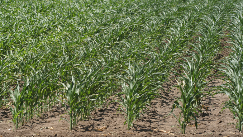 Трудности при царевицата подкрепят цената на пшеницата