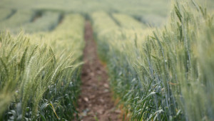 Трудности при царевицата подкрепят цената на пшеницата - Снимка 2