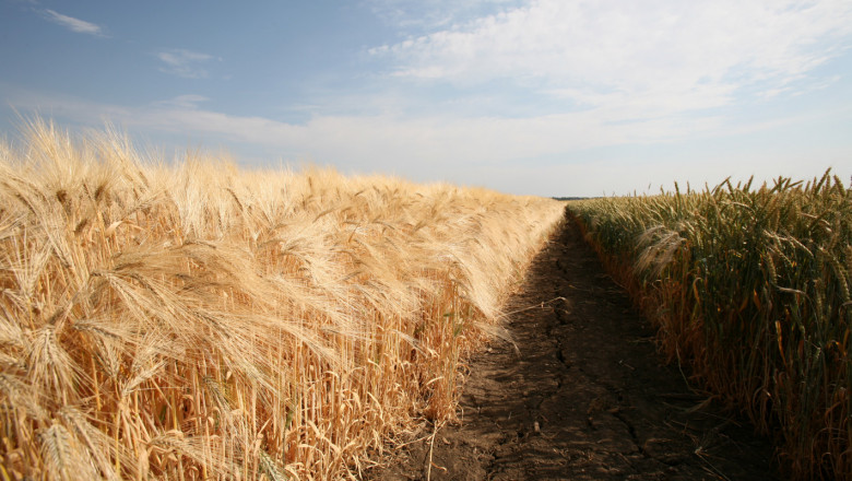 В Ямболско се надяват на 450 кг/дка добив пшеница
