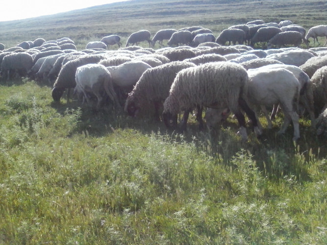 овце - Снимка 5