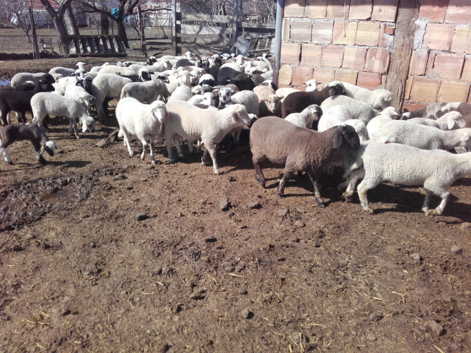 Семейна Овцеферма Продава Агнета и Овце - Снимка 1