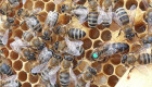 Пчелни майки по 15лв - Снимка 1