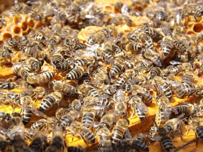 Работещи пчелни отводки -доставка София - Снимка 1