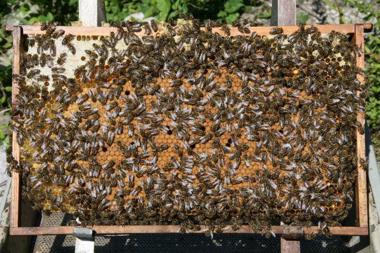 Работещи пчелни отводки -доставка София - Снимка 2