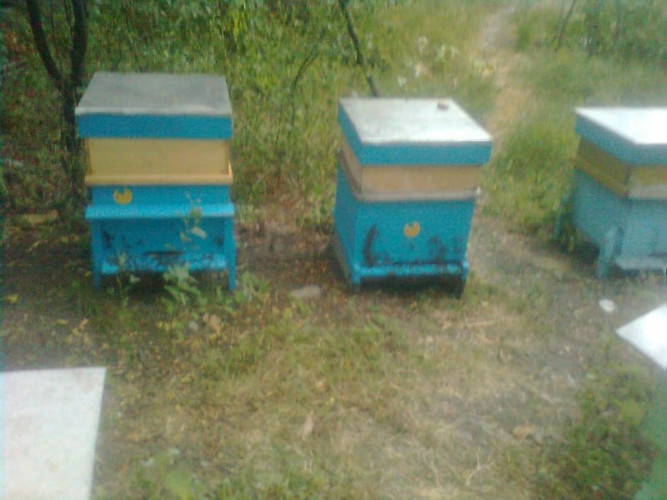 Работещи пчелни отводки -доставка София - Снимка 3