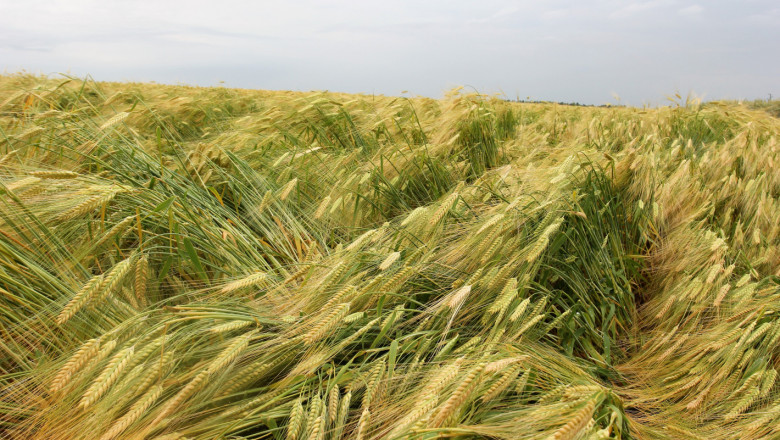 Градушката "реколтира" пшеница из Русенско
