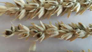 Агрономът съветва: Коварна болест дебне зърното точно преди жътва  - Снимка 1
