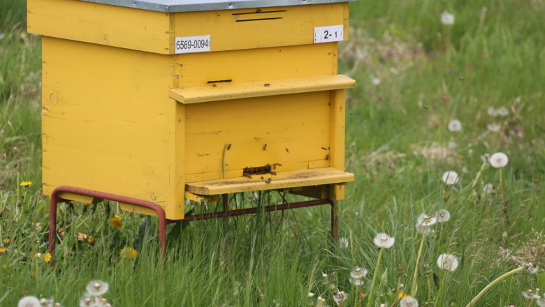 Компенсират пчелари с 600 хил. лева
