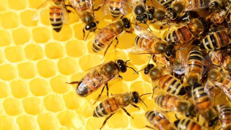 Илия Цонев: Трябва да има поне субсидии за пчелите