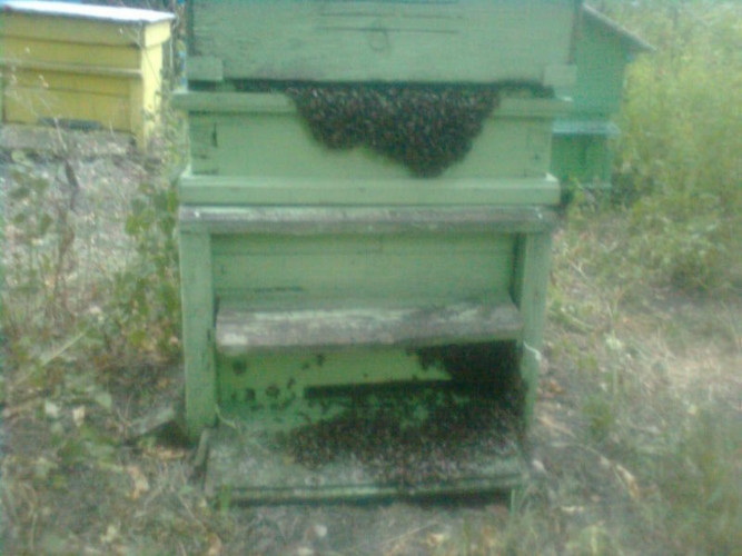 Пчелни отводки работещи - доставка София - Снимка 3