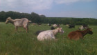 Кози за отглеждане, мляко, разплод и месо - Снимка 3