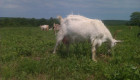 Кози за отглеждане, мляко, разплод и месо - Снимка 4