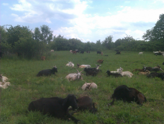 Кози за отглеждане, мляко, разплод и месо - Снимка 6