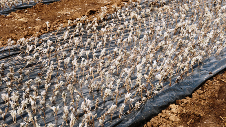 На прага на жътвата: Некачествен разсад от лавандула ощетява стопаните