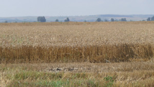 Десислава Танева: Очакваме 5,4 млн. тона пшеница от Реколта 2019 - Снимка 3