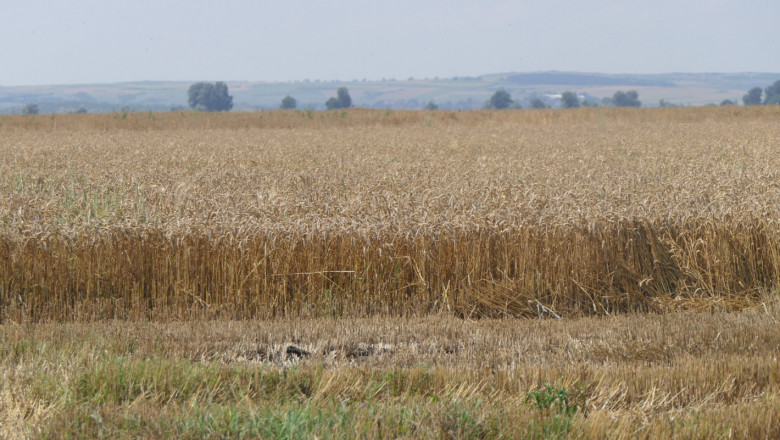 Десислава Танева: Очакваме 5,4 млн. тона пшеница от Реколта 2019