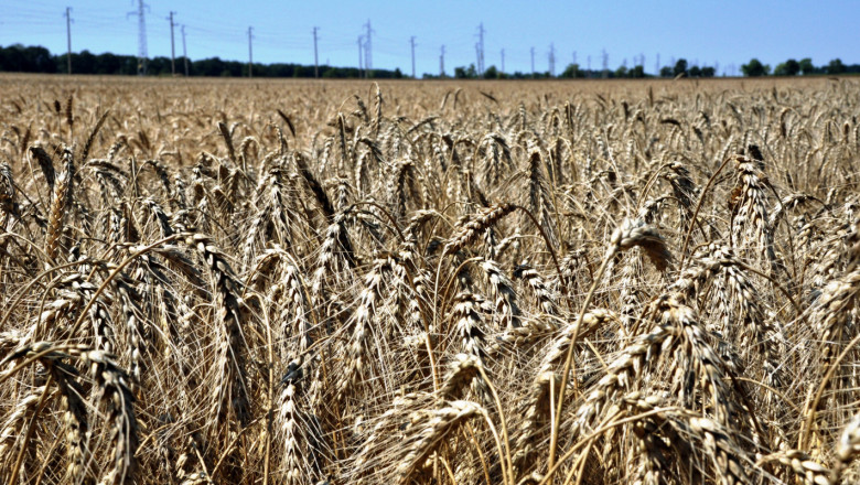 Реколта 2019: Старт на жътвата на пшеница в Добруджа!