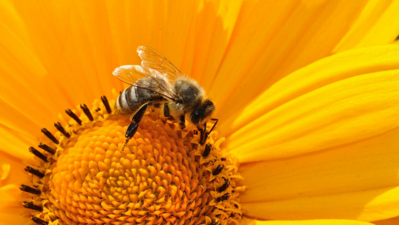 Решено: Пчеларите ще взимат по 6,4 млн. лв. годишно през 2020-2022 г.