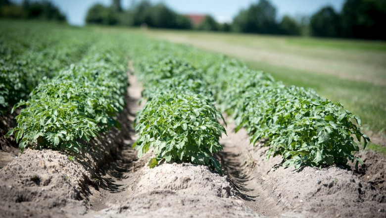 Добра прогноза за средната реколта от картофи в Европа