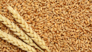 Болести по пшеницата