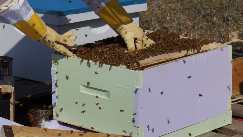 Пчелният мед с катастрофално слаби добиви в Европа