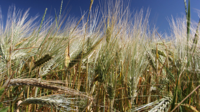 Пшеницата успокои цената си по европейските борси