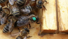 Пчелни майки по 15лв - Снимка 1