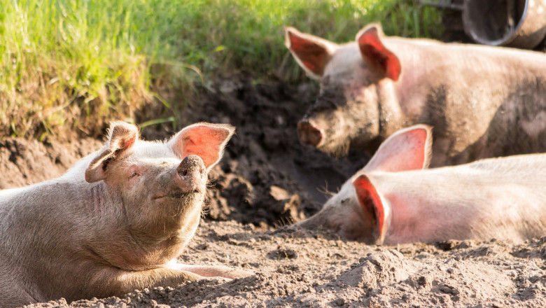 Второ огнище на Африканска чума при домашните свине в Плевенско