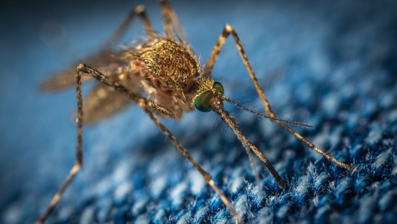 Пръскането срещу комари започва днес от Козлодуй
