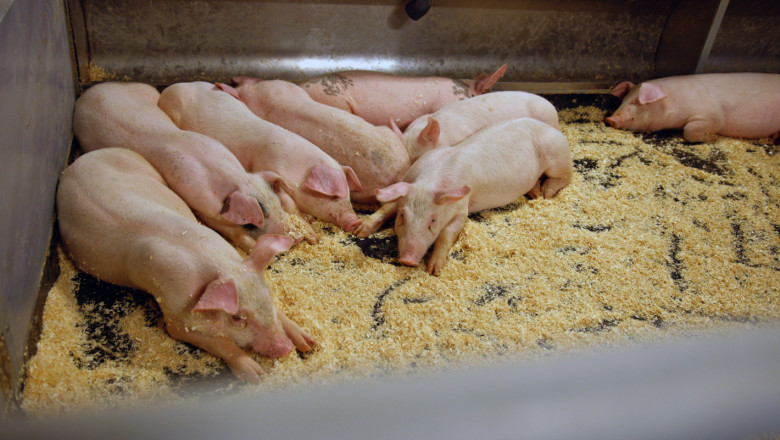 Агроиновации: Автоматично почистване в свиневъдството