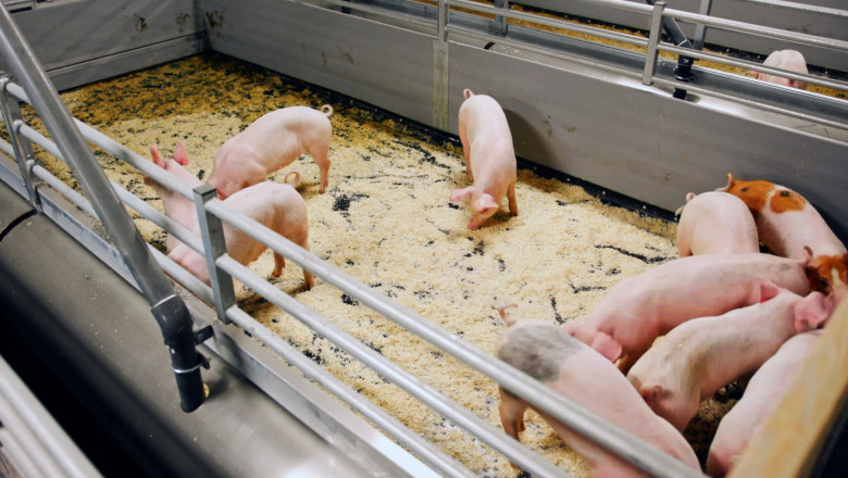 Агроиновации: Автоматично почистване в свиневъдството