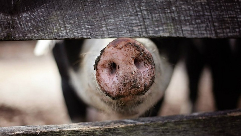 Държавата търси начин да обезщети стопаните на евтанизирани свине