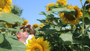 Петър Славков: Ау, колко са високи тези слънчогледи!