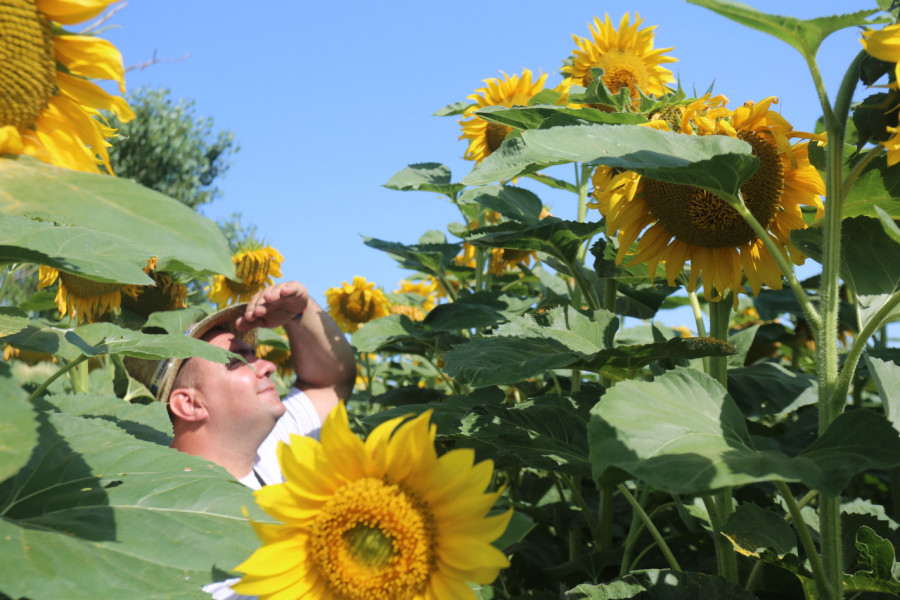 Петър Славков: Ау, колко са високи тези слънчогледи! - Снимка 1
