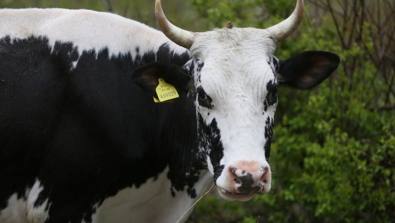Болести по говедата – нови случаи в Европа