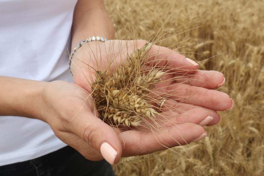 Да видим каква ще бъде реколтата от пшеница тази година - Снимка 1
